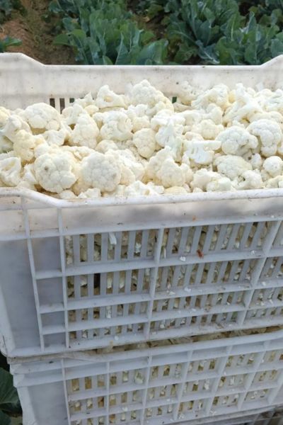 Cauliflower Florets