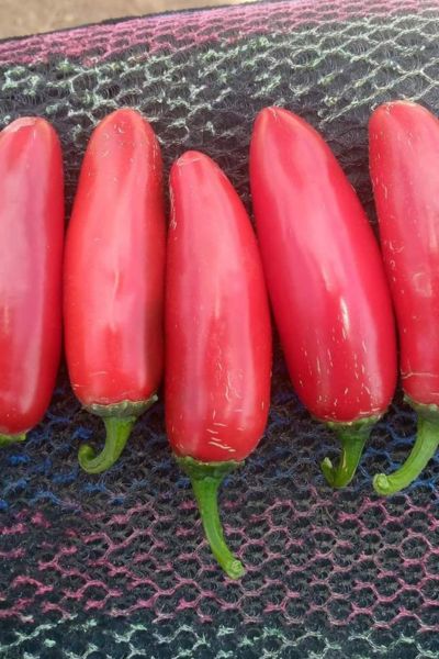 Red Jalapeno Peppers