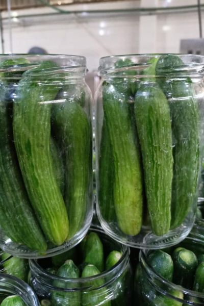 Pickled Cucumbers