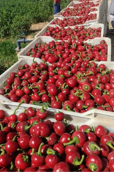 Cherry Red Pepper