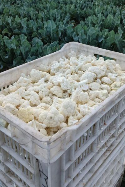 Cauliflower Florets