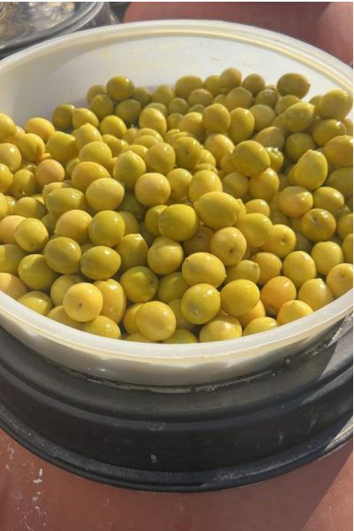 Green Olives (Pitted)
