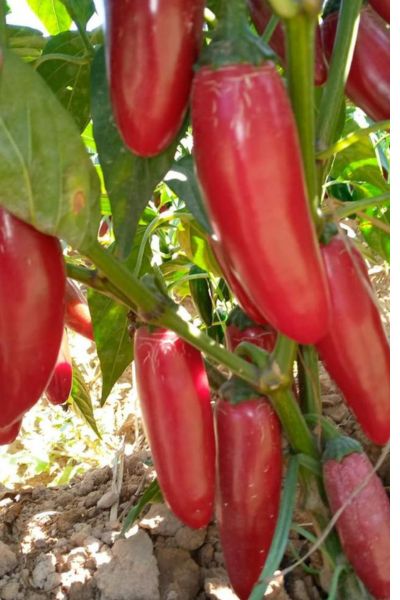 Red Jalapeno Peppers